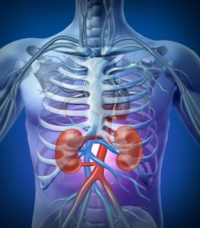 The Functions of the Kidneys