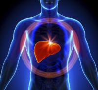 The Functions of the Liver
