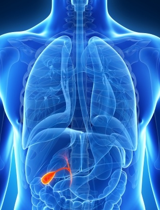 The Functions of the Gall Bladder