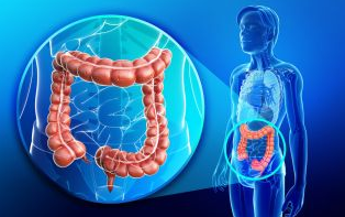 The Functions of the Large Intestine