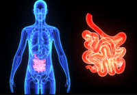 The Functions of the Small Intestines