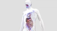 Organs